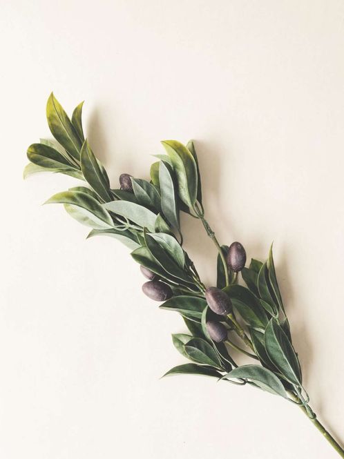 Hovedbilde Olivengren