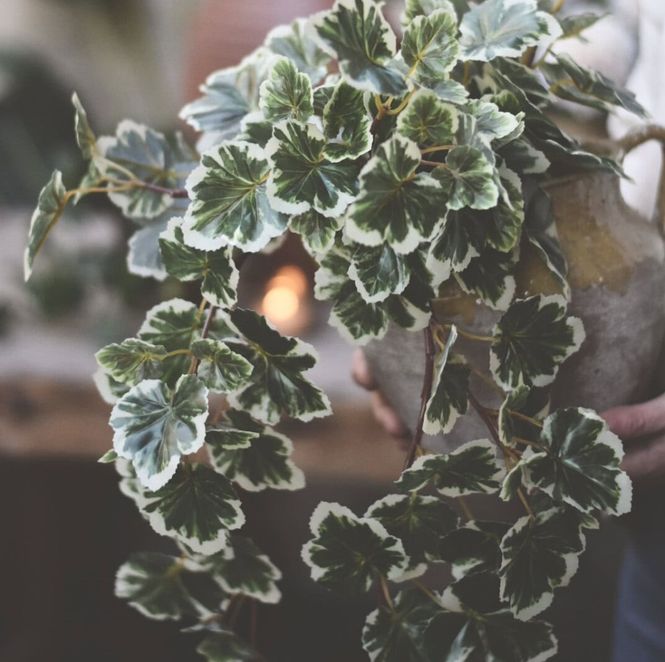 Hovedbilde Pelargonia hengende