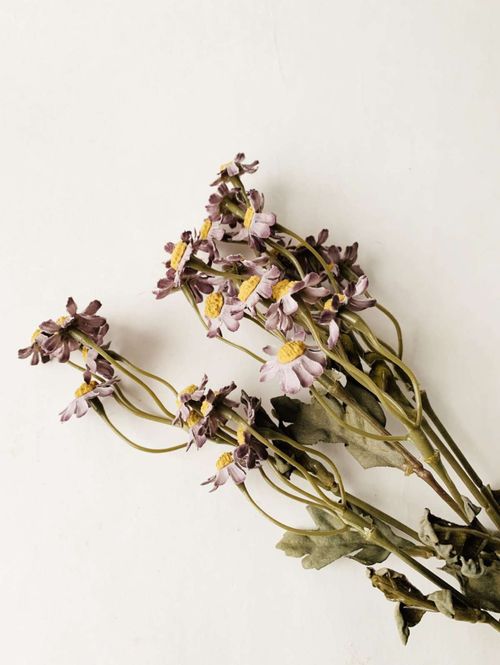 Hovedbilde Asters i bukett