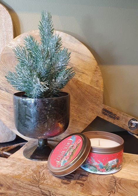 Hovedbilde Furu mini frostet i potte